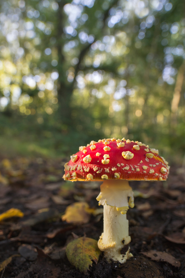 Fly Agaric wideangle 3